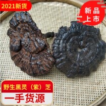 Guangxi 100 thousand Great Mountain Wild Black Lingzhi Pure Natural Wild Purple Lingzhi Gift Box Loaded 250g Infused Wine-Boiling Soup