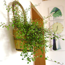 Wall-mounted Chiba Chlorophyta Potted Balcony Indoor Evergreen Plant Flower Potted Wall Decoration Plant