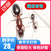 Turkic Arch-backed ant Camponotus turkestanicu Pet ant living body