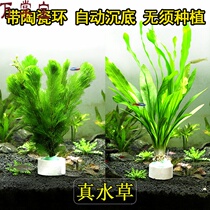 Water Grass Living good nourishing and resistant living plant Green Chrysanthemum Large Leafy Green Nine Canopy Fish Tank Decorated with a direct-in-cylinder package