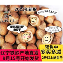  2021 Wild hazelnuts picked at the end of August and shipped on September 15 Tieling Kaiyuan wild hazelnuts