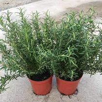 Rosemary plant creeping rosemary plant edible herb potted fl
