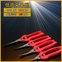 Stainless steel household garden grape scissors citrus scissors fruit fruit and vegetable scissors tree scissors tree scissors picking scissors floral scissors