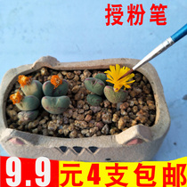 Pollination pen meat cone stone flower sedum cactus ball apricot twelve rolls succulent plant fruit tree potted artificial pollination