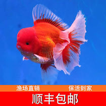 Bag Live Good Fresh Water Cold Water Ornamental Fish 100 Plexillion Golden Fish Boutique Live Fish Imported f1 Taisho Pleats Skirt