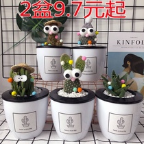 Combination office green plant small mini flowering small variety of cactus small plant meat desktop cactus suitable