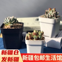 Xinjiang fleshy flowerpot large black square flowerpot thickened square pot fleshy flowerpot plastic black square pot