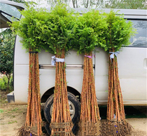 Green saplings sapiens sapiens sapiens sapiens sapiens sapiens sapwood Miao riverside farmland Courtyard Rows trees South Northern