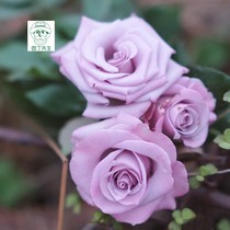 European moon perfume cut flower rose seedling shrub Ocean Song rose rose rose flower seedling potted