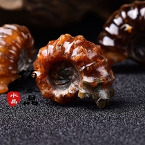 Natural conch fossil ornaments Madagascar sheep horn snail Jade snail mineral fossil teaching specimen Stone