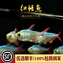 Aquarium Township] Colombian red-finned light fish red-tailed fantasy lantern aquarium group swimming red-tailed red flag fish living