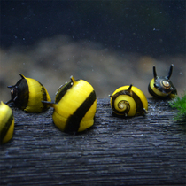 Bee horn snail egg snail aquatic tank algae removal ornamental snail activated bottom bed freshwater tool snail living body