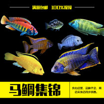 Horse snapper Three lakes Cichlid Taiwan Strait Cleopatra flame red and blue Ali six fish Tropical fish
