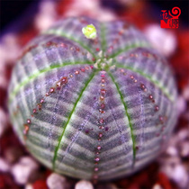 Cloth ball cactus small potted succulents rare varieties of Euphorbiaceae have a good combination of spiny flowers.