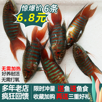 Chinese fighting fish live fish Pufork tail wild not swapped water ornamental fish Bodhisattva flower hand towels good and resistant light cold water fish