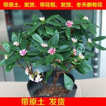 Phnom Penh Rui Xiang seedlings cold-resistant flowers flower plants indoor with flowers thick fragrance potted four seasons bonsai