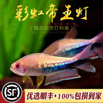 Rainbow Emperor Light Fish Blood Heart Sail Light High-end Tropical Fish Ornamental Fish Freshwater Fish Grass Tank Small Fish Live