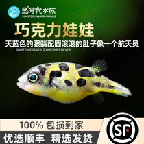 Chocolate Dolls Small Tropical Fish Mini Diving Boat River Dolphin Ornamental Fish Grass Cylinders Other snails Snail Tools Fish