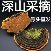 (Tmall Baozheng) Changbai Mountain wild Phnom Penh Phellinus Wangshan growing mulberry yellow dry products