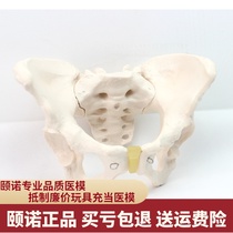 ENOVO Yinuo standard female pelvic model gynecological examination model human bone specimen pelvic measurement model Obstetrics and Gynecology teaching childbirth teaching teaching pelvic model teaching aids