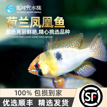 Dutch Phoenix Fish Short Snapper Seven Colorful Phoenix Round Body Phoenix Poko Tropical Ornamental Small Fish Super Cute Live