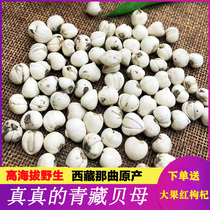 Tibetan Nagqu Qingfritilla Selection of Fritillaria Sichuan Chuanshellfish Powder Super Wild Chinese Medicine Songbei 50g