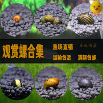 Eat fish tank manure snail water clean water tank ecological field snail live pet bottom Aquarium New