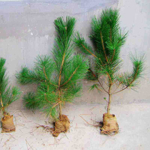 Black pine small Miao pine tree Miao pine Snowpine tree Miao white bark pine and slim black pine bonsai Miao with five pints of pine seedlings