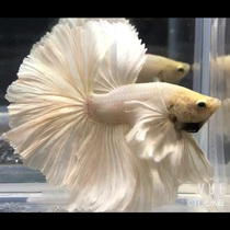 Thai half-moon fighting fish Video fish selection boutique display level big ear half month Imported ornamental tropical fish live