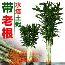 With roots rich bamboo hydroponic plants flowers Guanyin bamboo water bamboo indoor living room large green planting soil bamboo potted