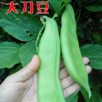 Farmhouse red knife bean seeds old varieties of concanavalanus seeds giant farm beans seed spring sowing beans
