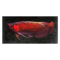 Su Zhangfeng Longfish Series Realistic Boutique Hand-painted Oil Painting