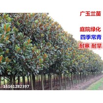 Balcony Four Seasons Changqing Guangguang Yulan Flower Miao Potted Jade Lanho Miao Miao Courtyard Shading and cold-resistant tree