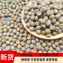 Pea 500g new raw pea dried pea raw hemp pea gray bean sprouts sprouts vegetable pea seeds
