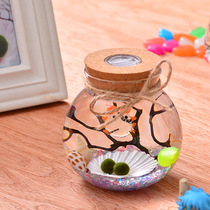 Supply seaweed ball eco-bottle with lamp Micro-landscape eco-bottle cork with lamp round glass sealed tank
