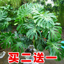  Turtle bamboo large potted green plant Indoor office Fresh air four seasons evergreen hydroponic large-leaf plant