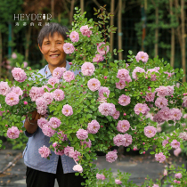 Heidis Garden Blue Rainy Pink Lonza Gems Easy to Live Plants Sea Ma Balcony Rose Seedlings Potted Seedlings