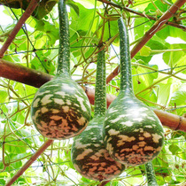 Swan gourd seeds Wenwen oil hammer gourd outdoor courtyard planting potted flower seeds a bag of 5