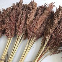 Natural sorghum spike pastoral style bouquet dried branches shooting props Retro home decoration art dried flowers
