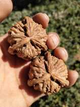 Wenwen walnut century-old tree Yin skin is running three-sided lion head white lion ball with three tendons Mitsubishi Leng craft