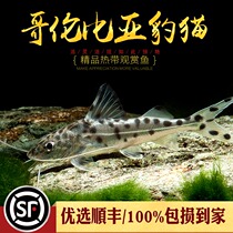 Colombian Leopard Catfish Catfish Catfish Small Tropical Freshwater Fish Aquarium watch BAO WEN Cat Fish Live Pets