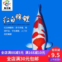 Fish City Red White Brocade Carp Brocade Carp Brocade Carp Brocade Carp Large Brocade Carp Fry Pure Breed Red White Brocade Carp