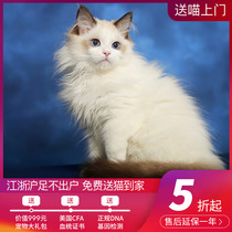 Puppet cat purebred long haired kitten blue double cat living sea double puppet cat cubs focus puppet cat cubs