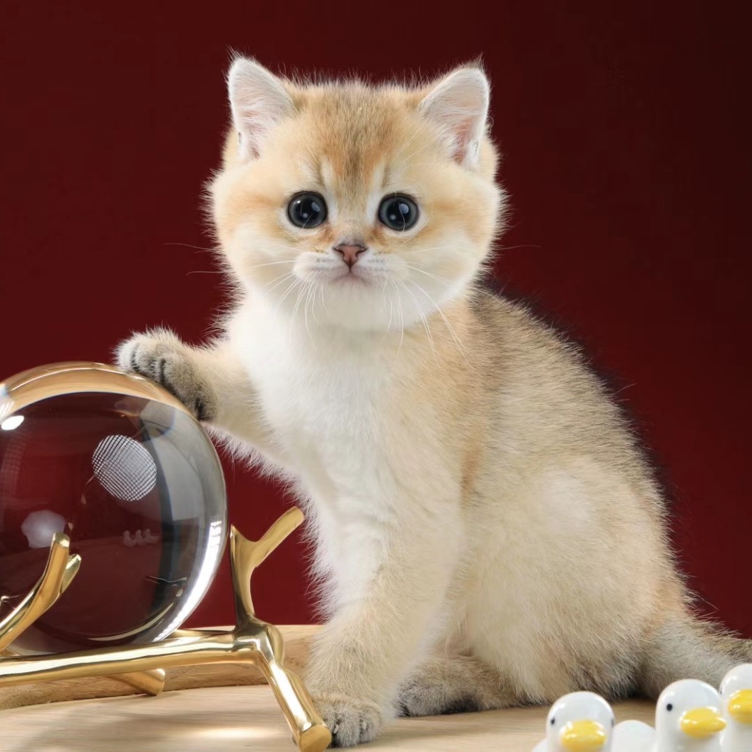 Gold gradient silver gradient net red cat British short-haired cat purebred pet cat live cub kitten gold point silver point