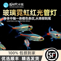 Fish era] Light pipe fish glass neon light tropical ornamental fish water straw cylinder group tours small red light tube light fish