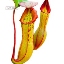 Vichy x Bosch Nepenthes Live seedling Small Cordyceps Hall Insectivorous plant Rare Species Large Cordyceps flower