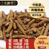 Tibet Nagqu Cordyceps break grass fresh Cordyceps without Yushu section broken Cordyceps Shunfeng