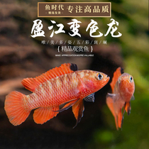 The Yingjiang Discoloration Fish Small Warm Cissee Fish Native Fish Virgin Fish Grandidae Bass Flame Blue Sail Dragon Fish Live