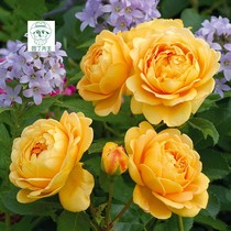 Yard green plant balcony potted European moon climbing wall plant climbing vine rose rose rose rose rose rose rose rose rose rose rose flower seedlings