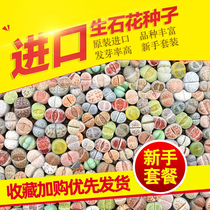 (Drunk flower)Imported raw stone flower seeds mixed succulents seeds raw stone flower ass flower seedlings four seasons sowing